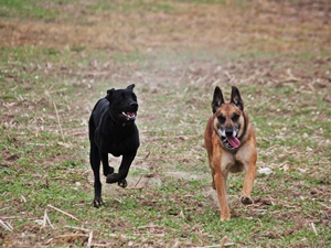 Earl und Kira